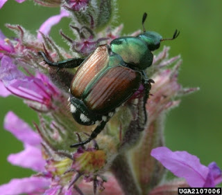 Japanese Beetle